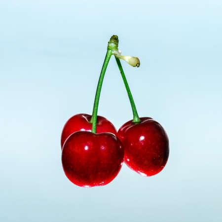 CJuicy black cherry isolated on grey background,summer berryの写真素材
