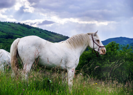 Beautiful white horse in a farm, fields of Alsaceの写真素材