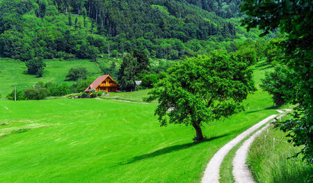 Beautiful vivid green fields in Alsace, french mountains