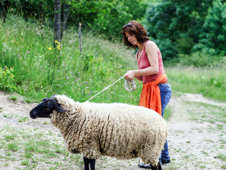 Walking with the farm sheep in a forest, Alsaceの写真素材