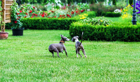 Italian Greyhound playing in countryside park, Polandの写真素材