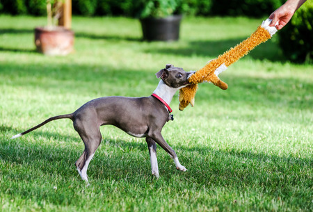 Italian Greyhound playing in countryside park, Polandの写真素材