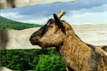 Close up of horned farm goatの写真素材