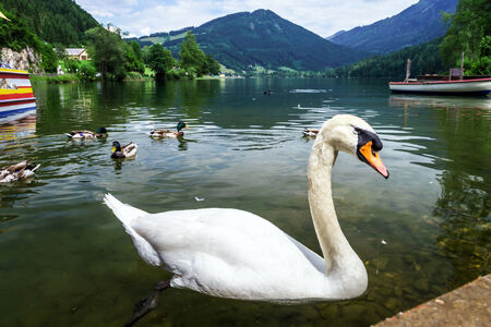 Beautiful white swan on the mountain lake, Austria.の写真素材