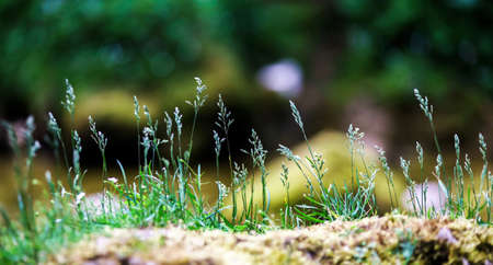 Green grass close-up, nature of austrian Alpsの写真素材