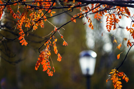 Colorful autumn leaves in october park, sunny weatherの写真素材