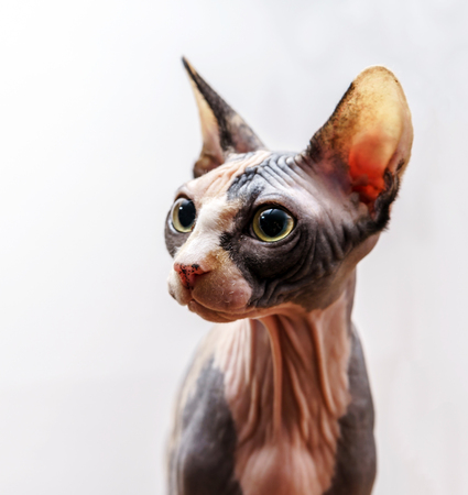 Rear sphinx cat with different colors skin. Pets.の写真素材