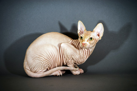 Beautiful sphynx cat portrait on grey backgroundの写真素材