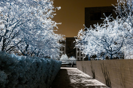 Cherry tree blossom, flowers and sun, infrared, spring
