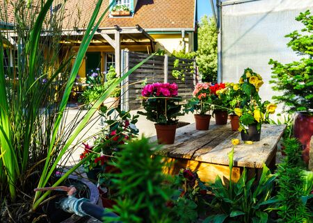 Sunny hothouse in a little farm of plants, Franceの写真素材