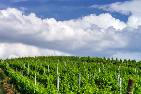 Thunder-storm weather over the vineyards, Alsace, Franceの写真素材