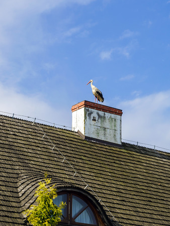 Big stork on the house roof, Polandの写真素材