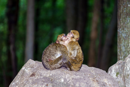 Two monkeys sleeping on the stone, natural parkの写真素材