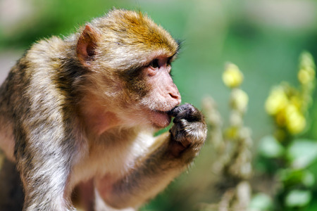 Beautiful macaco monkeys in the forest, natural park, France