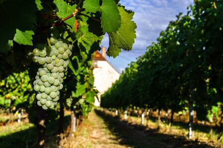 Wine grapes vineyard at sunset, autumn in France, natural conceptの写真素材
