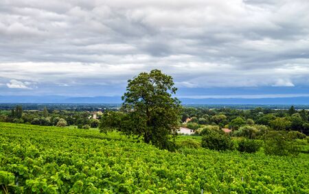 Wine grapes vineyard at sunset, autumn in France, natural conceptの写真素材