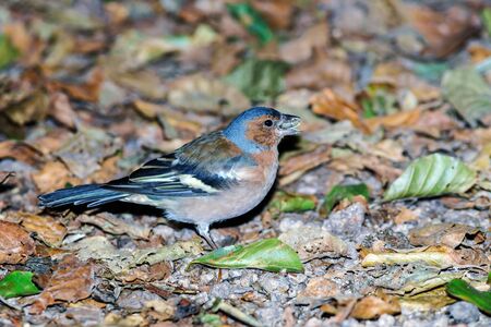 Beautiful colorized chaffinch close-up view, summer parkの写真素材