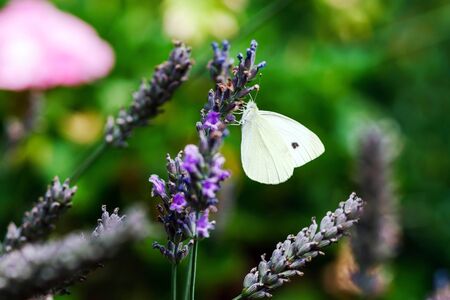 Butterfly flying over lavender flowers, summer gardenの写真素材
