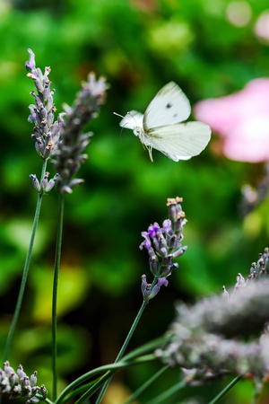 Butterfly flying over lavender flowers, summer gardenの写真素材