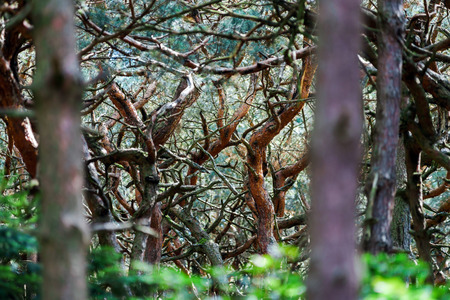 Terrible dreamy mysterious forest view, evening sunsetの写真素材