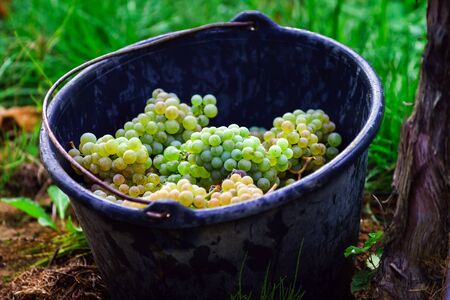 People working on vendange, vine harvest. Alsace, France.