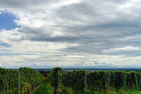 Beautiful lasacien autumnal landscape with green hills and vineyards, Francxeの写真素材