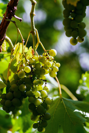 Muscat grape bunch on the sun, vine harvest, Franceの写真素材