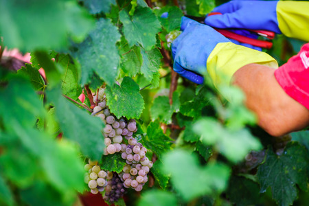 People working on vendange, vine harvest. Alsace, France.の写真素材