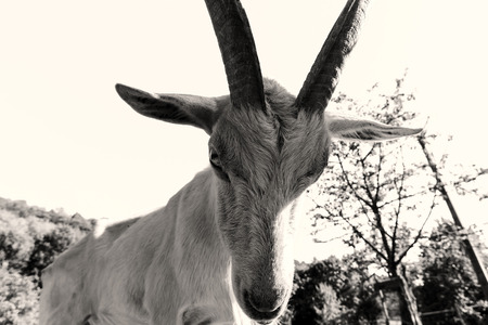 Emotional portrait of horned goat, farm animalsの写真素材