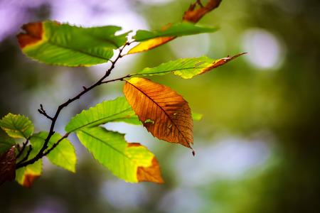 Beautiful pine-tree forest in Alsace mountains, autumnal colors, yellow leaves, fallの写真素材