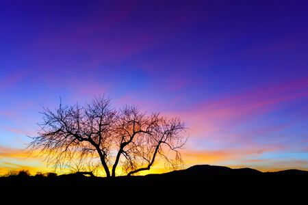 Abstract colorful sunset landscape with tree silhouette on front plan, wallpaperの写真素材
