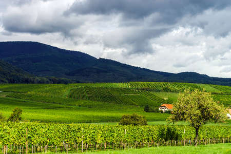 Summer green hills and vineyards in France, Alsaceの写真素材