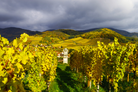 Vivid colors of autumn vineyards in Andlau, Alsace. Contrast colorful weather. Season concept.の写真素材