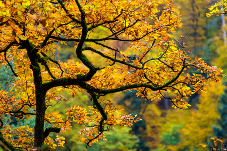 Golden autumnal trees in the forest, nature conceptの写真素材