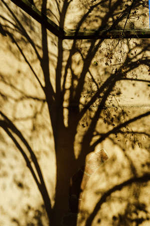 Beautiful shadows of tree on the church wall, abstract conceptの写真素材