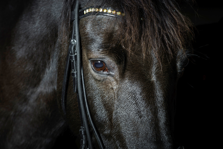Closeup portrait of black horse in the dark, isolated on blackのeditorial素材