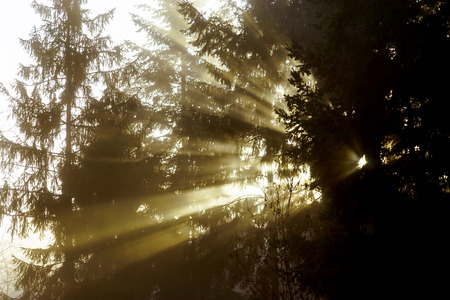 Winter tree silhouette in great fog, natur conceptの写真素材