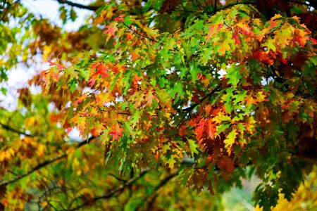 Beautiful colorful oak leaves, autumn day, nature conceptの写真素材