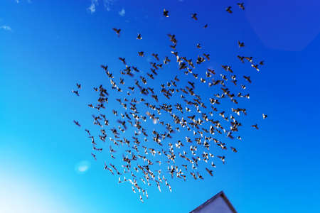 Birds flock on blue sky background, sunny dayの写真素材