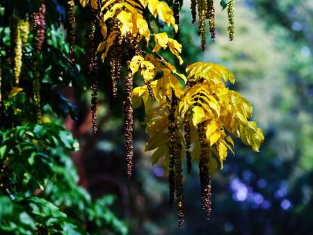 Yellow autumn leaves in natural park, season concept