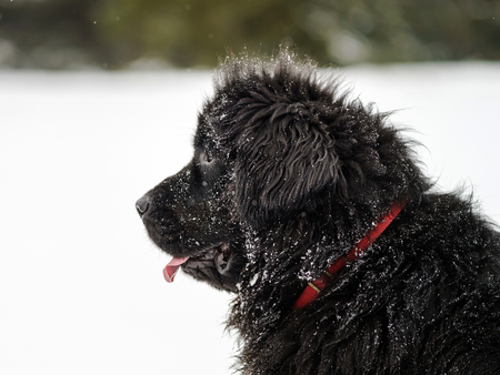 Beautiful big newfondlander dog in snow portraitの写真素材