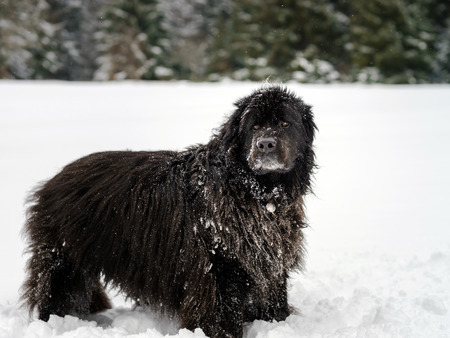 Beautiful big newfondlander dog in snow portraitの写真素材