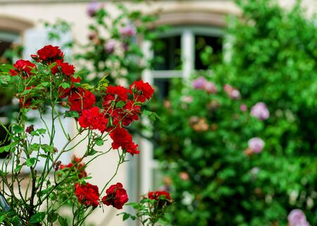 Botanic garden with blossom flowers, Andlau, Alsace, Franceの写真素材