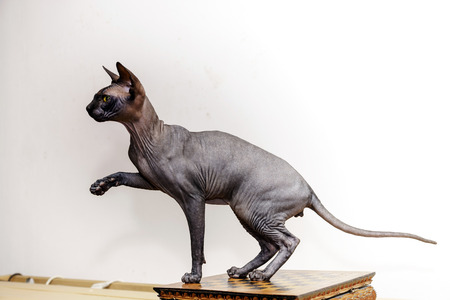 Beautiful sphynx cat with yellow eyes portrait on white background