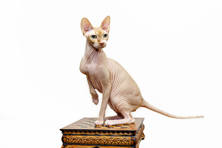 Beautiful sphynx cat with yellow eyes portrait on white backgroundの写真素材