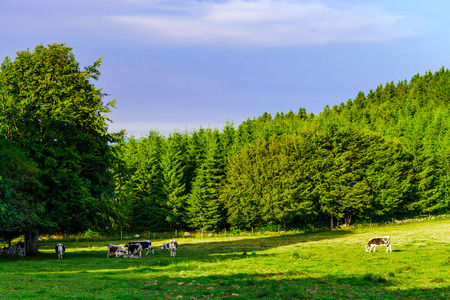 Green grass on the field, summer landscape, Franceの写真素材