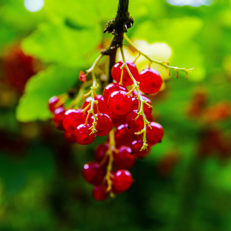 Juicy red currant close-up view, harvest timeの写真素材
