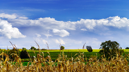 Ripe corn and vivid blue sky with beautiful clouds, season specificの写真素材