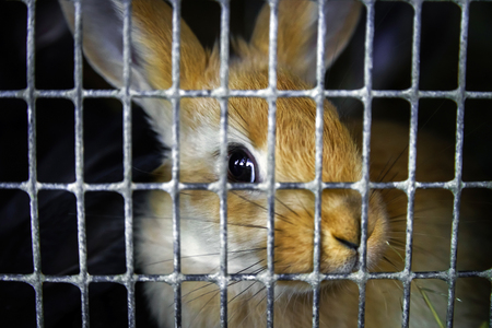 Rabbits in the cage on countryside farm, animals in captivityの写真素材