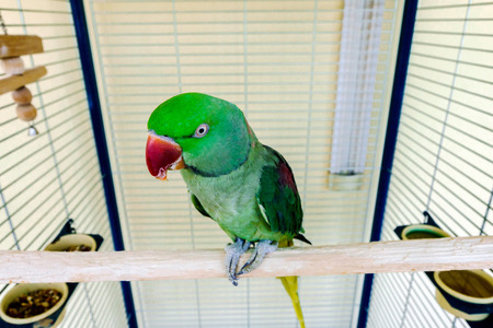 Beautiful green parrot living at home, birds like a petの写真素材